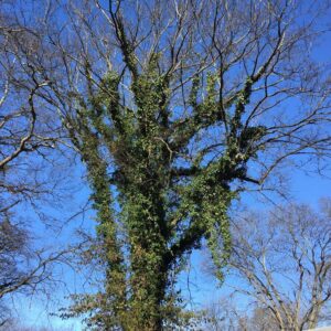 Tree covered in vines