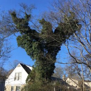 Tree covered in vines