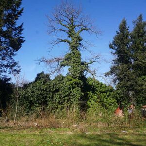 Tree covered in vines